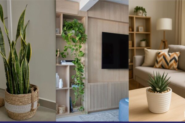 Plantas que transformam: leve natureza para dentro do seu lar